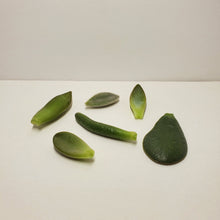 Load image into Gallery viewer, Hanging Glass Bottles - Propagation Station - Planter - 5mL Bottles