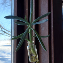 Load image into Gallery viewer, Hanging Glass Bottles - Propagation Station - Planter - 5mL Bottles