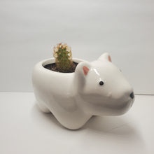 Load image into Gallery viewer, Polar Bear Ceramic Planter With Mammillaria Elongota, Gold lace, Lady Finger Cactus