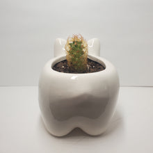 Load image into Gallery viewer, Polar Bear Ceramic Planter With Mammillaria Elongota, Gold lace, Lady Finger Cactus