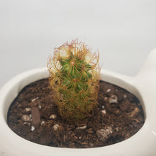 Load image into Gallery viewer, Polar Bear Ceramic Planter With Mammillaria Elongota, Gold lace, Lady Finger Cactus