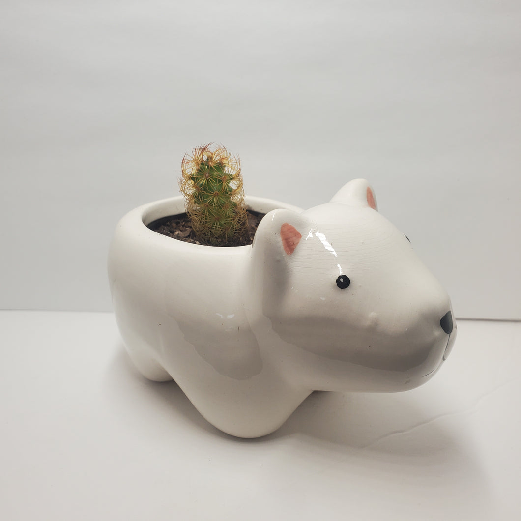 Polar Bear Ceramic Planter With Mammillaria Elongota, Gold lace, Lady Finger Cactus