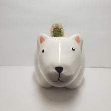 Load image into Gallery viewer, Polar Bear Ceramic Planter With Mammillaria Elongota, Gold lace, Lady Finger Cactus
