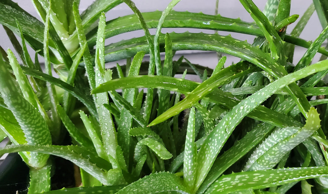 Aloe Vera Plant