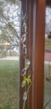 Load image into Gallery viewer, Hanging Glass Bottles - Propagation Station - Planter - 5mL Bottles
