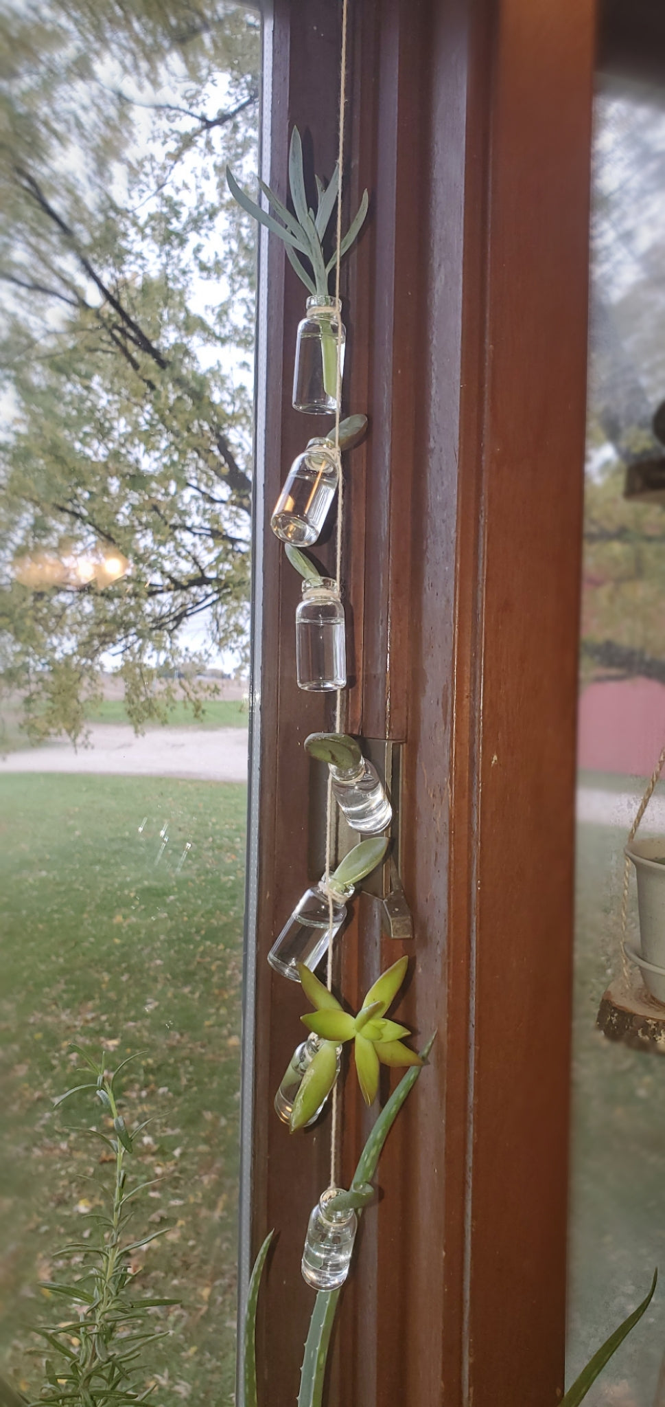 Hanging Glass Bottles - Propagation Station - Planter - 5mL Bottles