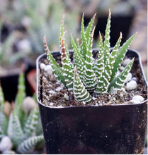 Load image into Gallery viewer, Haworthia Fasciata - Zebra Haworthia Succulent
