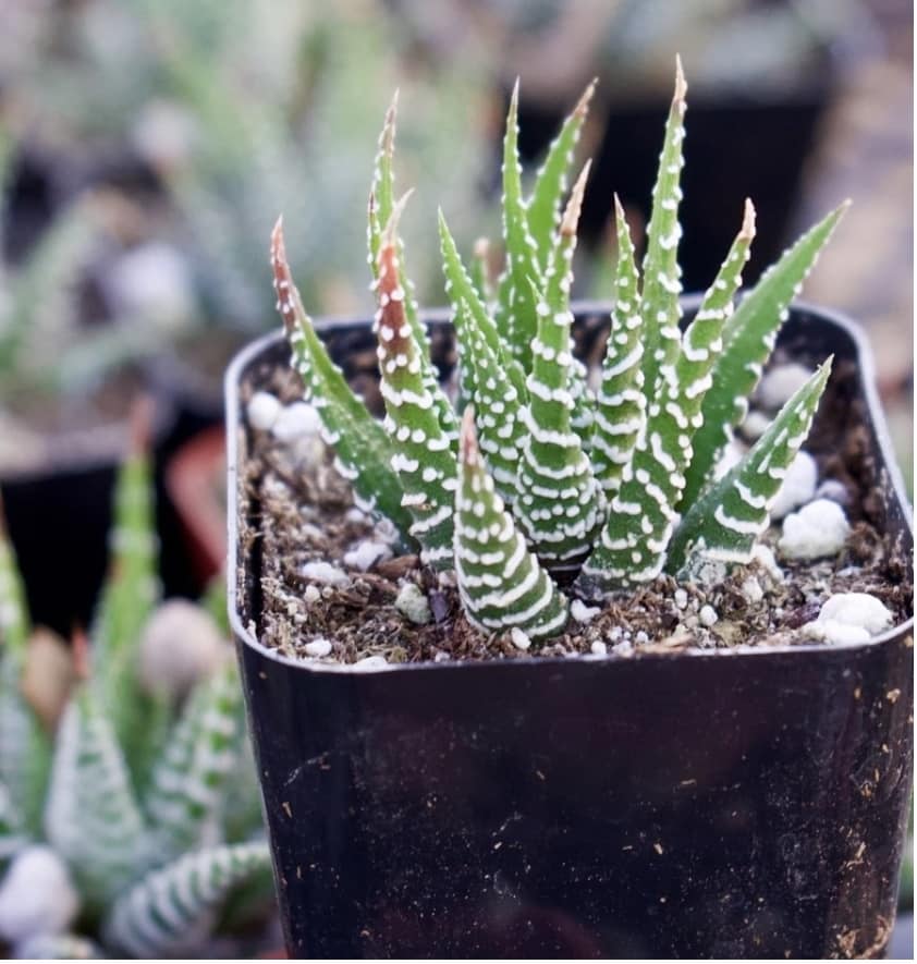 Haworthia Fasciata - Zebra Haworthia Succulent